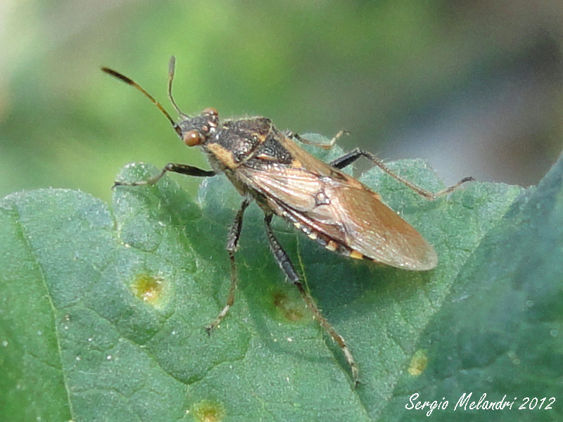 Rhopalidae: Liorhyssus hyalinus della Romagna (RA)